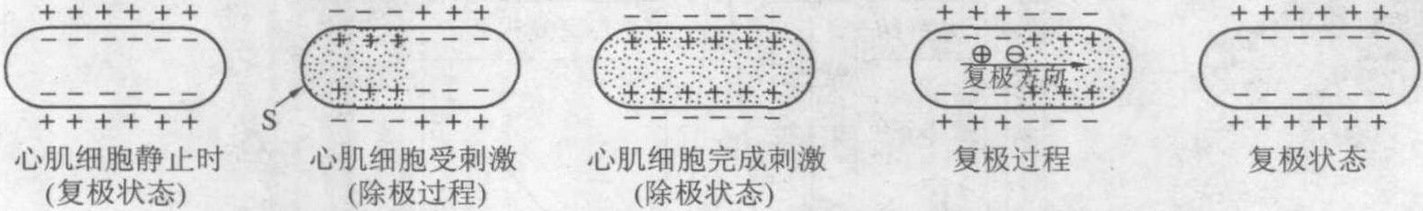 一、心電圖產(chǎn)生原理